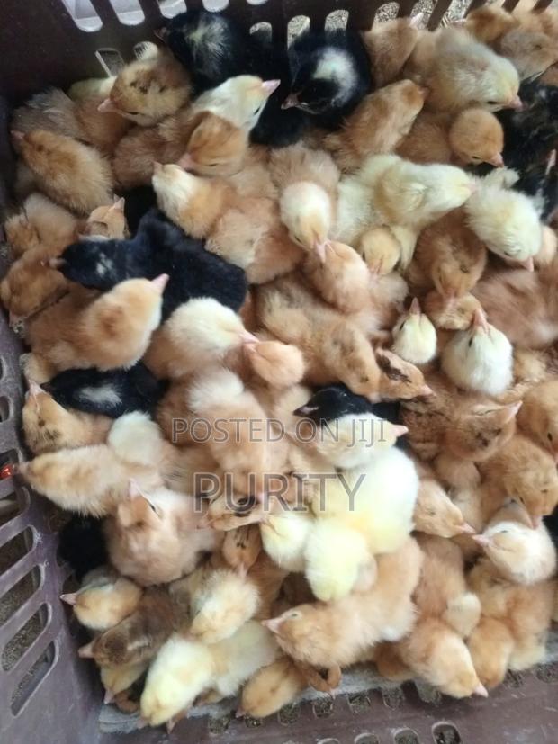 Improved Kienyeji Chicks - thumbnail 2