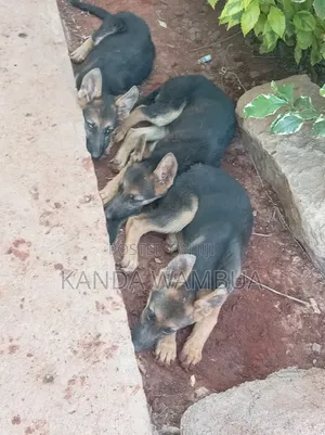 1-3 months Female Purebred German Shepherd