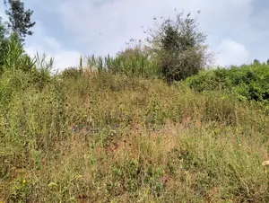 Prime 50×100 Plots for Sale in Lower Kabete