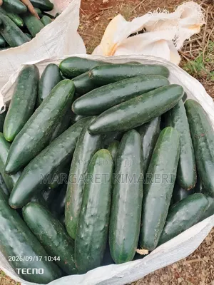 Cucumber for Sale