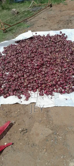 Wholesale Onion Seller