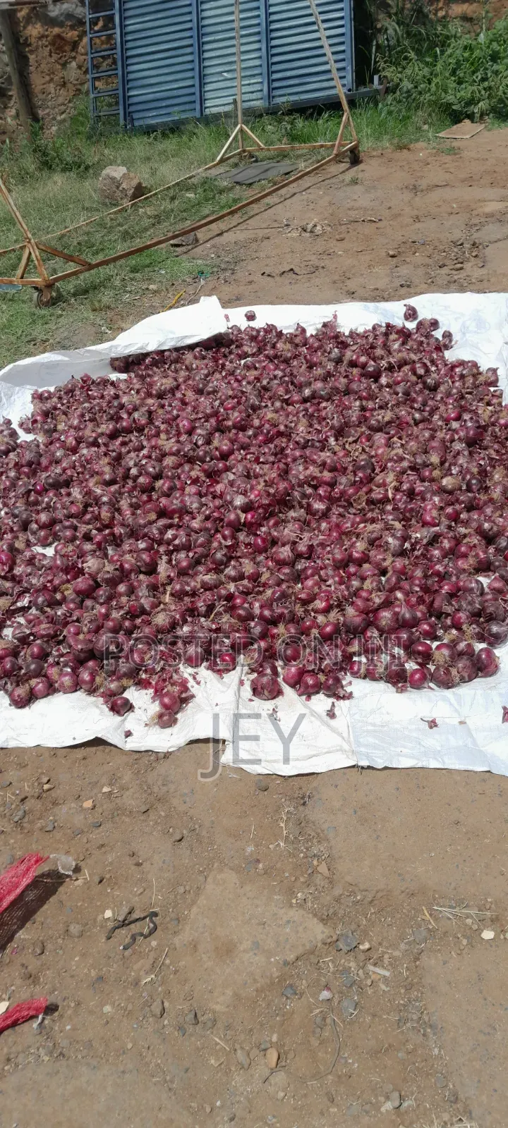 Wholesale Onion Seller