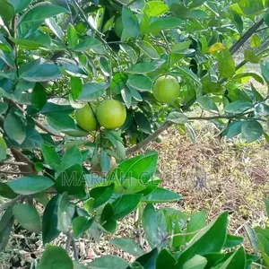 !! Land for Sale – Ithanga Sub-County, Murang'a County !!

