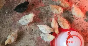1 Week Old F1 Improved Kienyeji Sasso, Kenbro, Kari