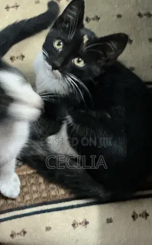 1-3 months Male Mixed Breed Cat