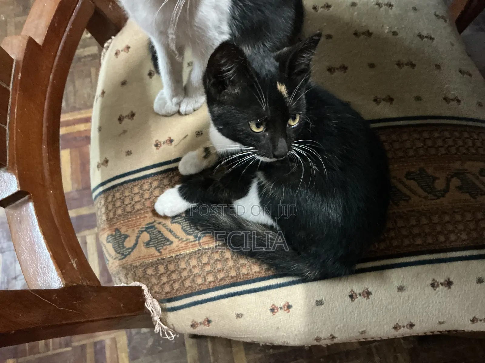 1-3 months Male Mixed Breed Cat