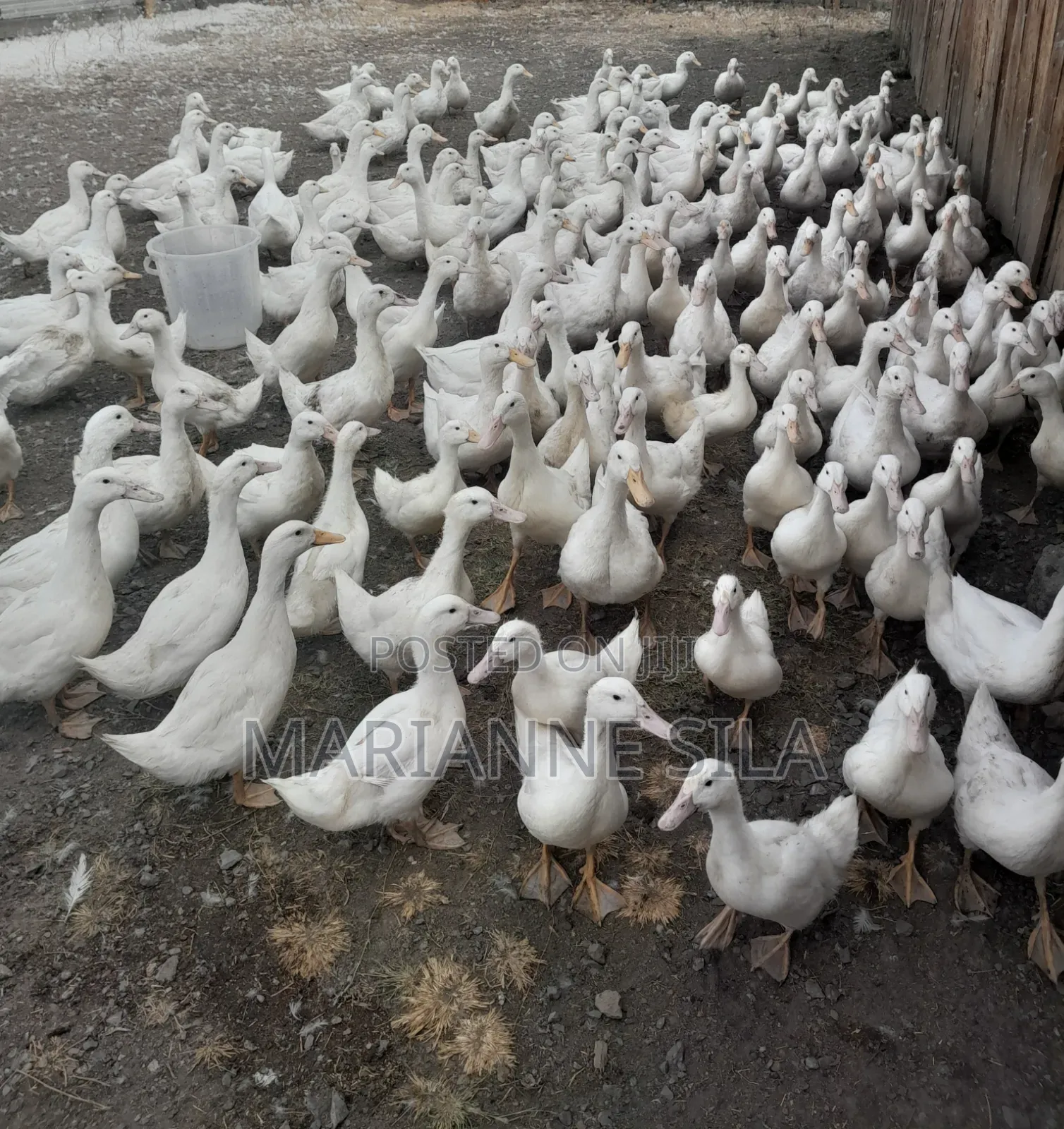 Pekin Ducks for Sale.