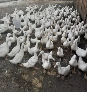 Pekin Ducks for Sale.