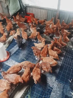 Broilers,kienyeji Improved Chicks