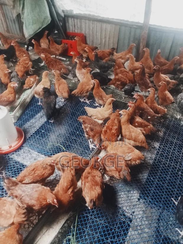 Broilers,kienyeji Improved Chicks - main view