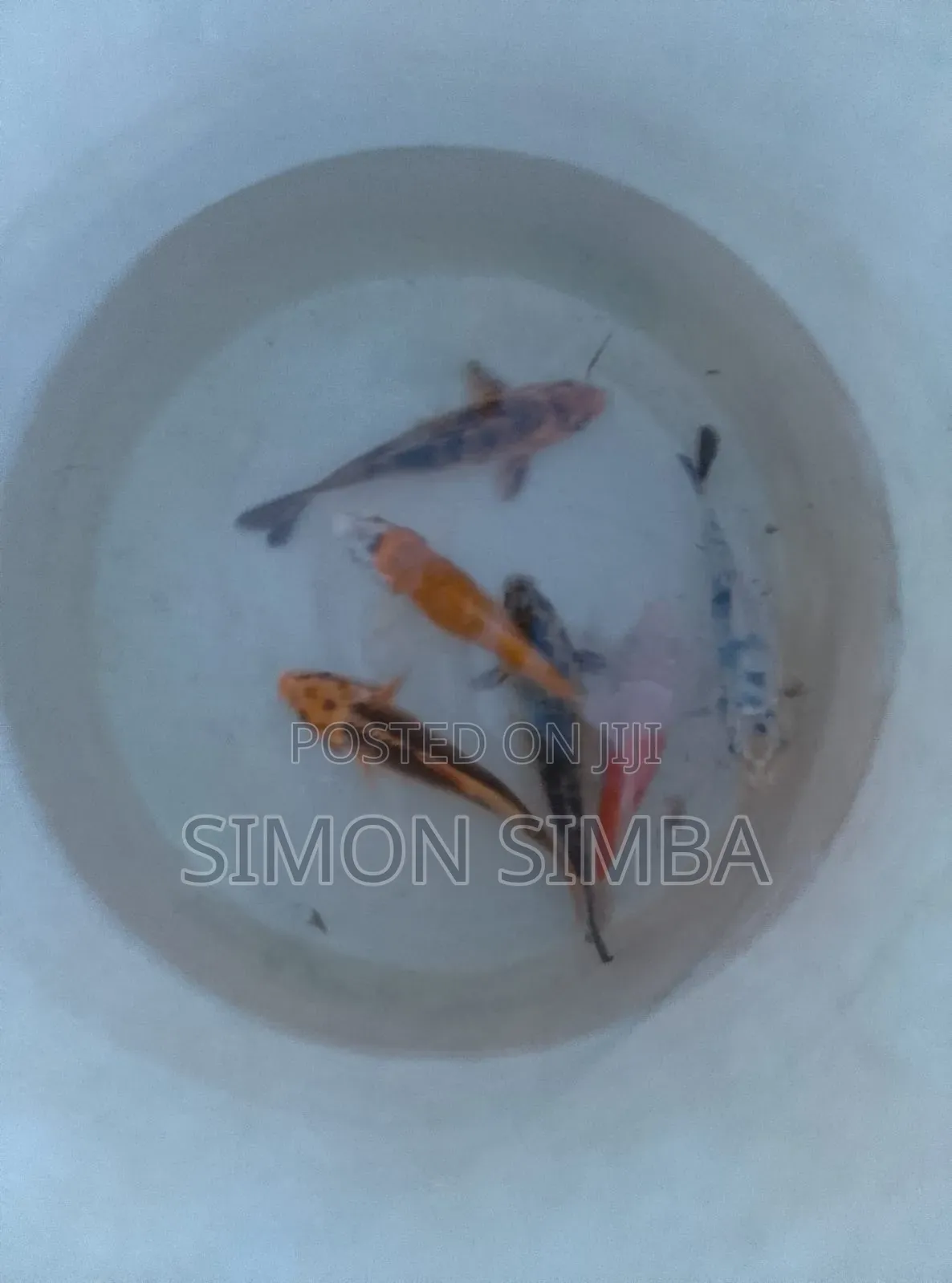 Fish Onamental Sell