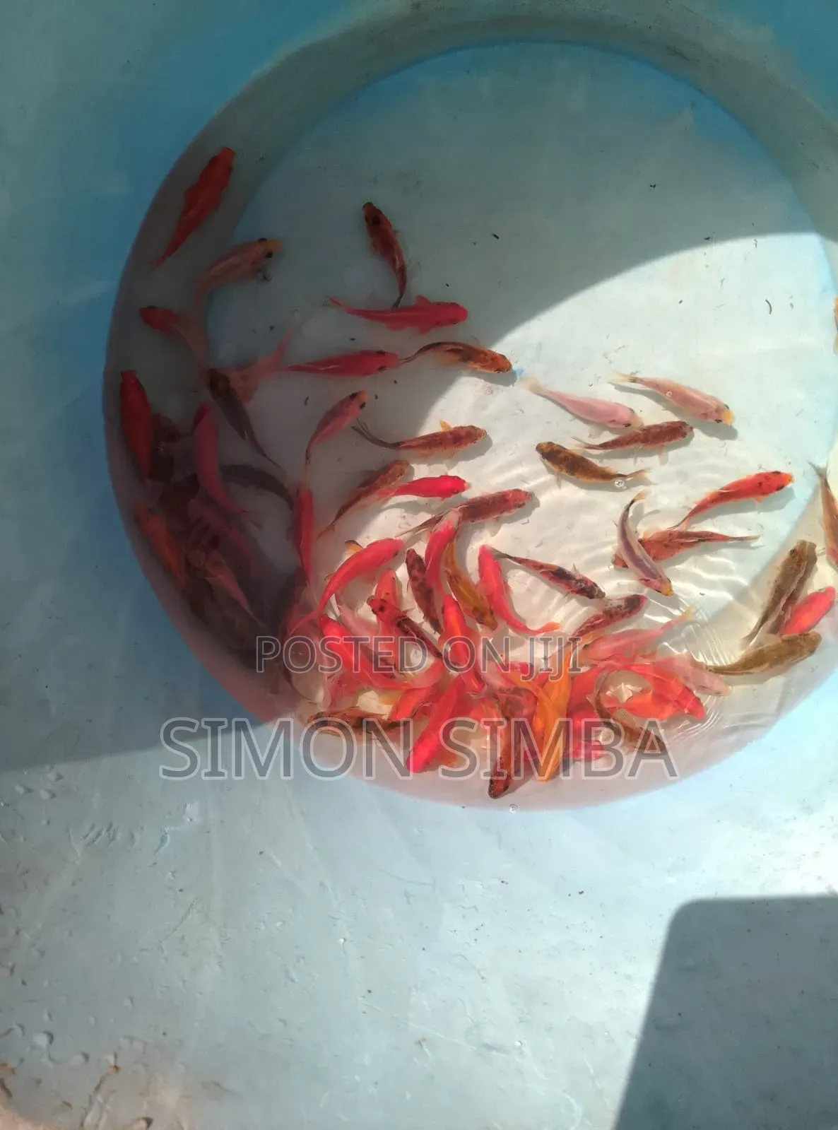 Fish Onamental Sell