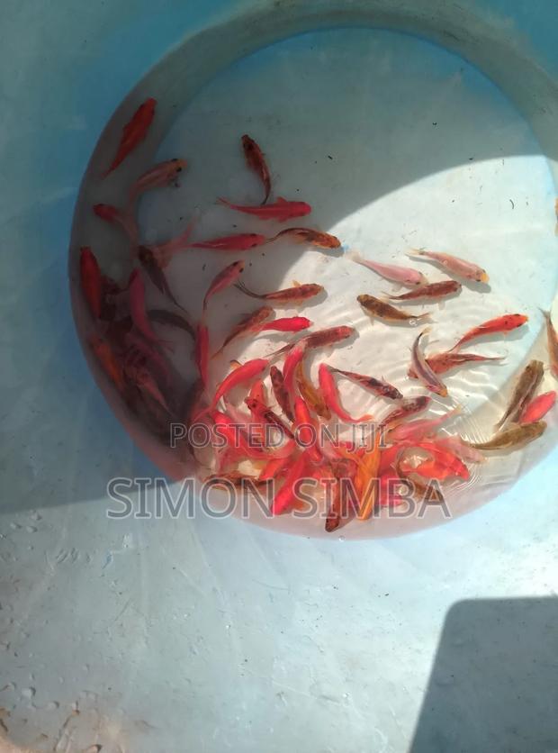Fish Onamental Sell - thumbnail 2