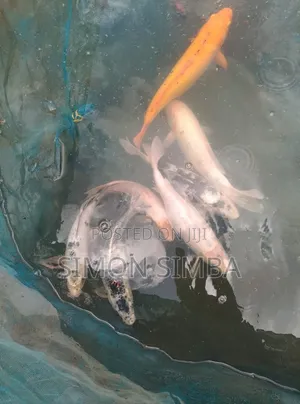 Fish Onamental Sell