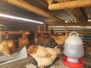 Kienyeji Chickens