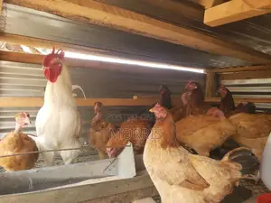 Kienyeji Chickens