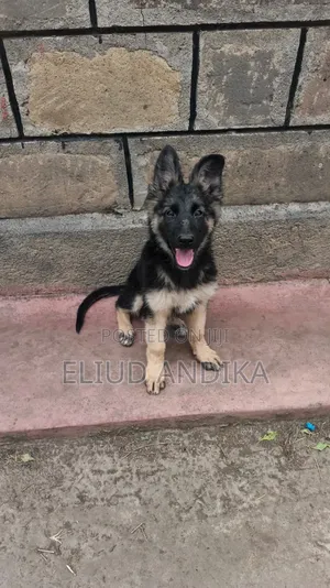 3-6 months Female Purebred German Shepherd