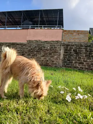 1+ year Male Mixed Breed Maltese