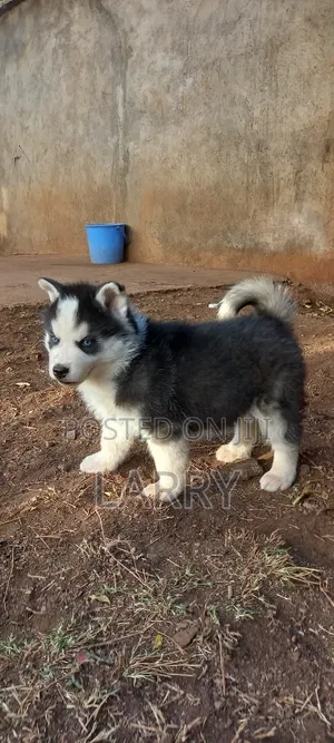 1-3 months Male Purebred Siberian Husky