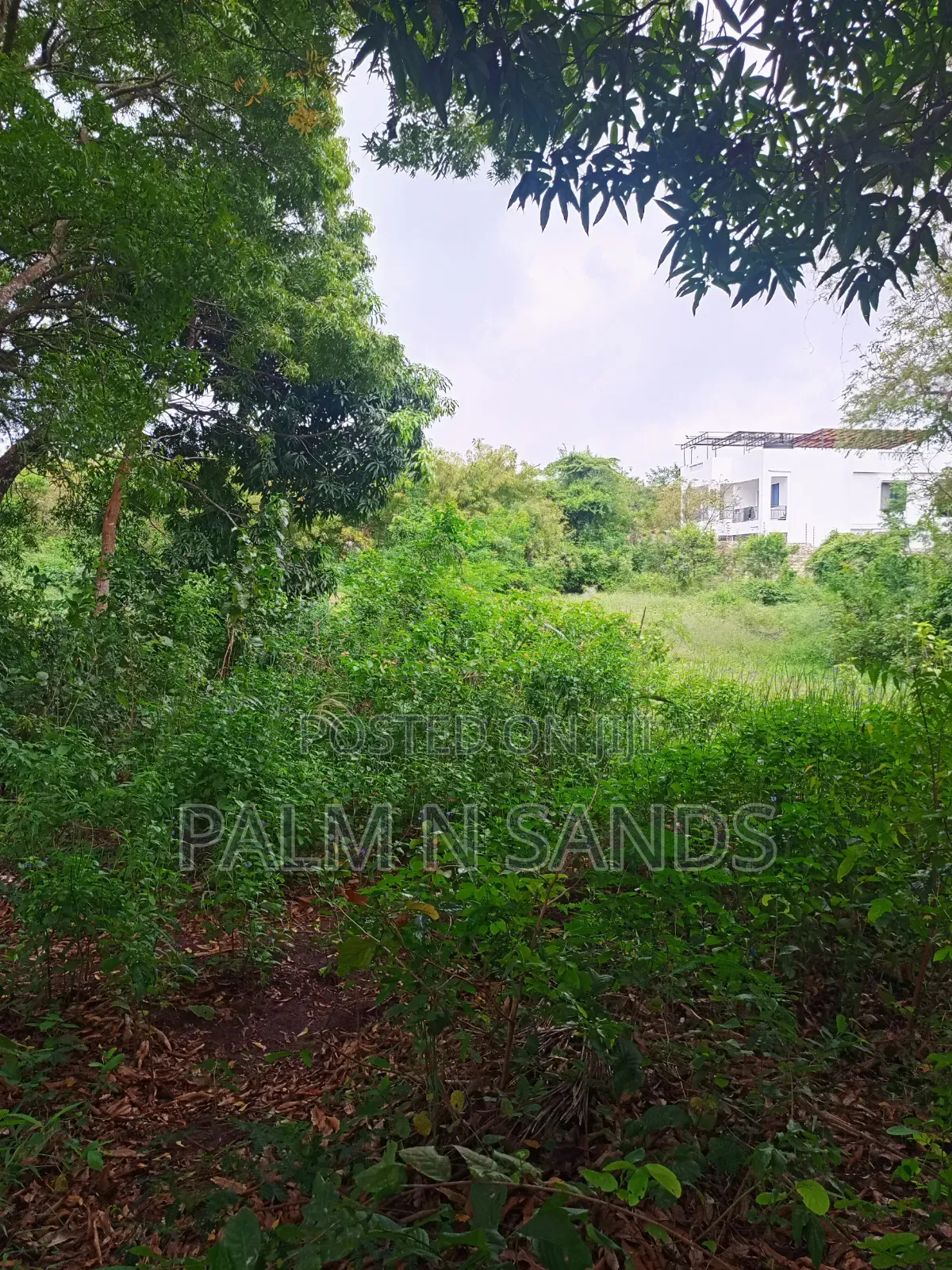One Acre With Mango Trees on Sale in Diani