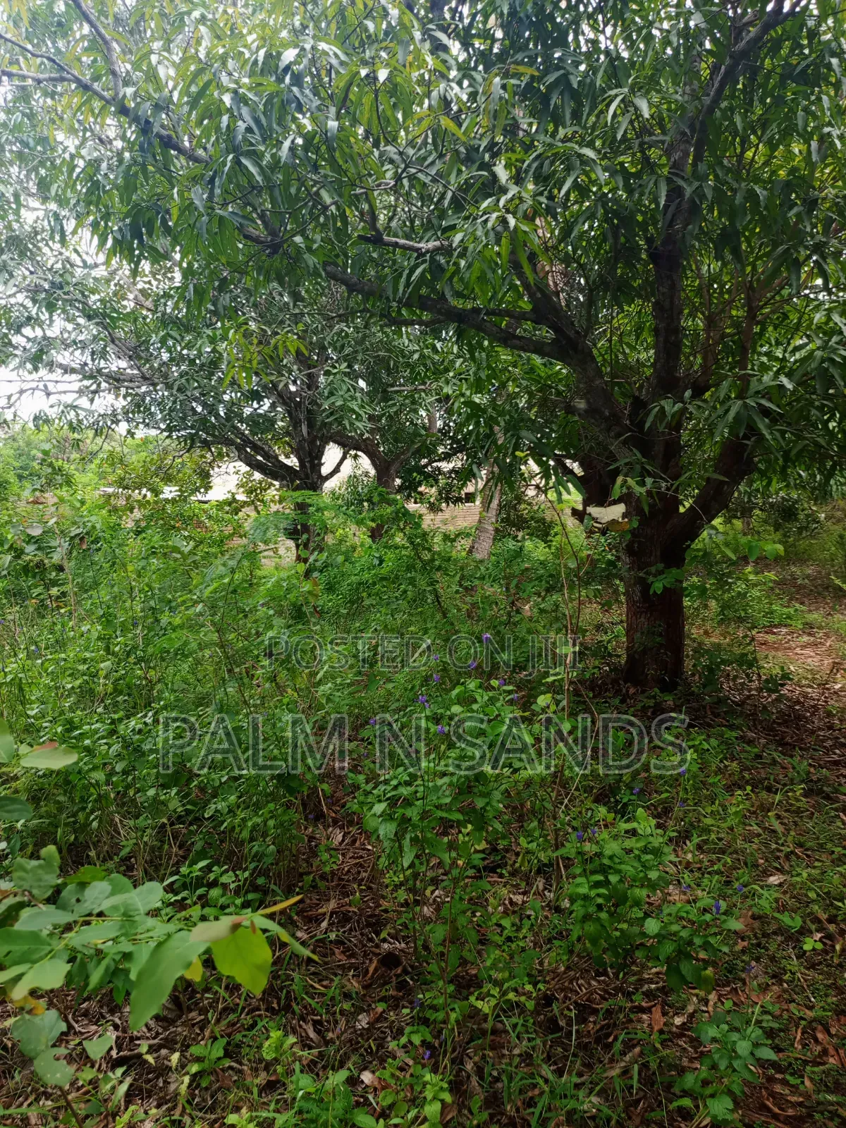 One Acre With Mango Trees on Sale in Diani