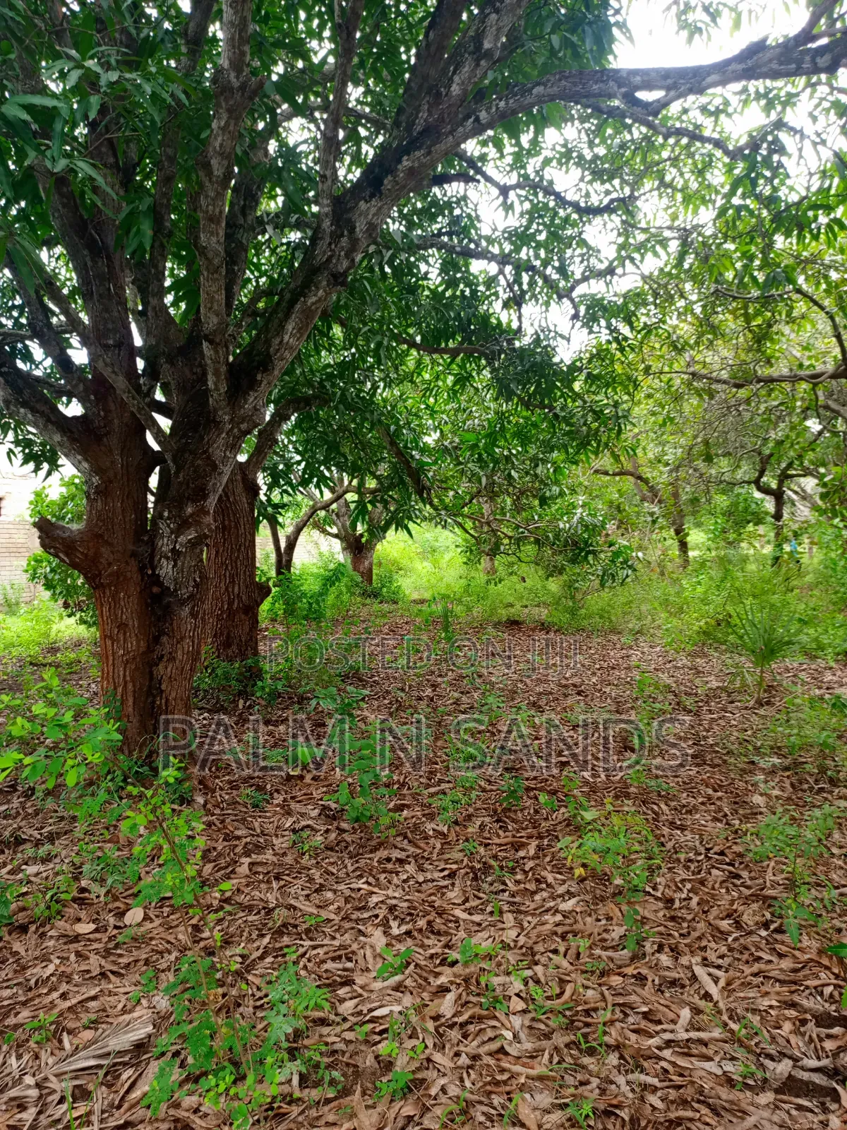 One Acre With Mango Trees on Sale in Diani
