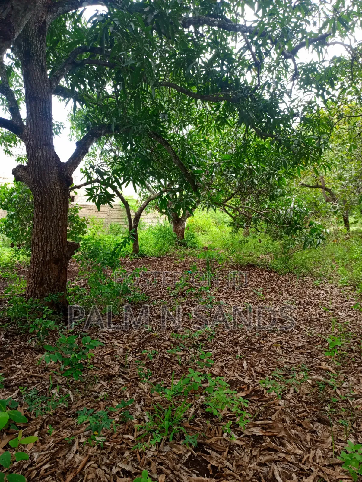 One Acre With Mango Trees on Sale in Diani