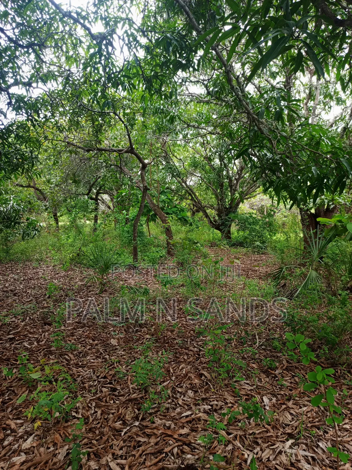 One Acre With Mango Trees on Sale in Diani