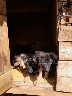 1-3 months Female Purebred German Shepherd