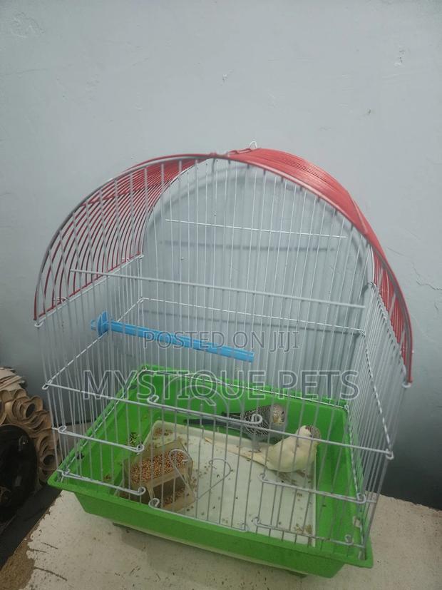 Bird Budgise.