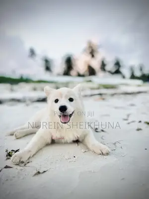 1-3 months Female Mixed Breed Japanese Spitz