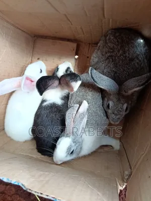Rabbits & Rabbit Meat