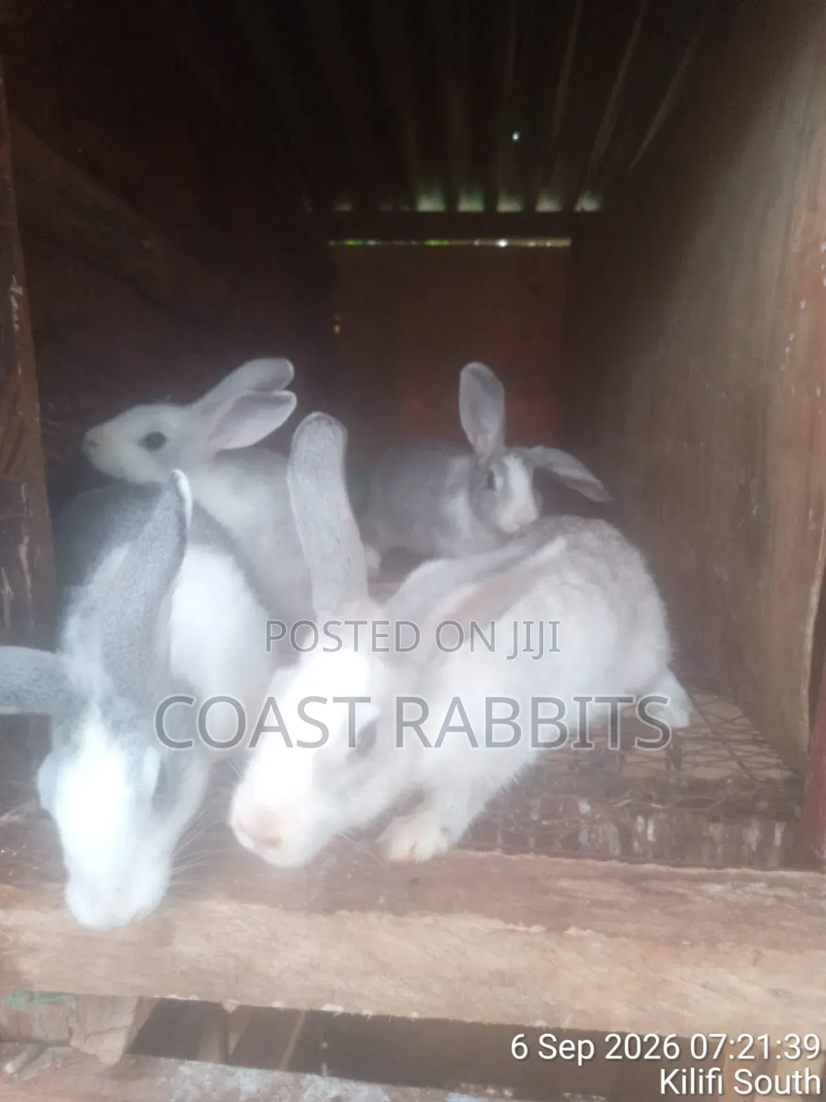 Rabbits & Rabbit Meat