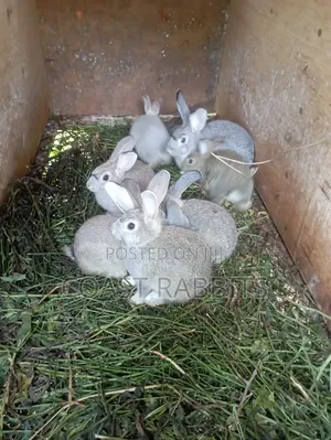 Rabbits & Rabbit Meat