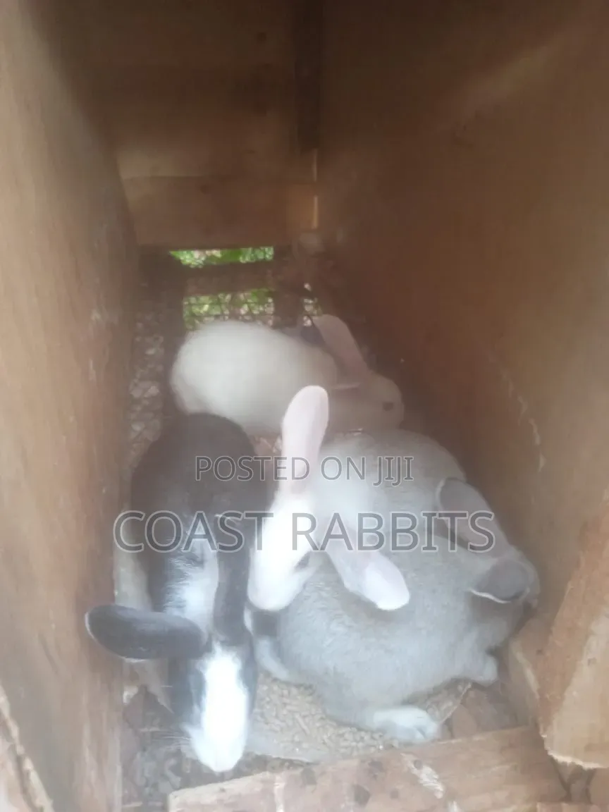 Rabbits & Rabbit Meat