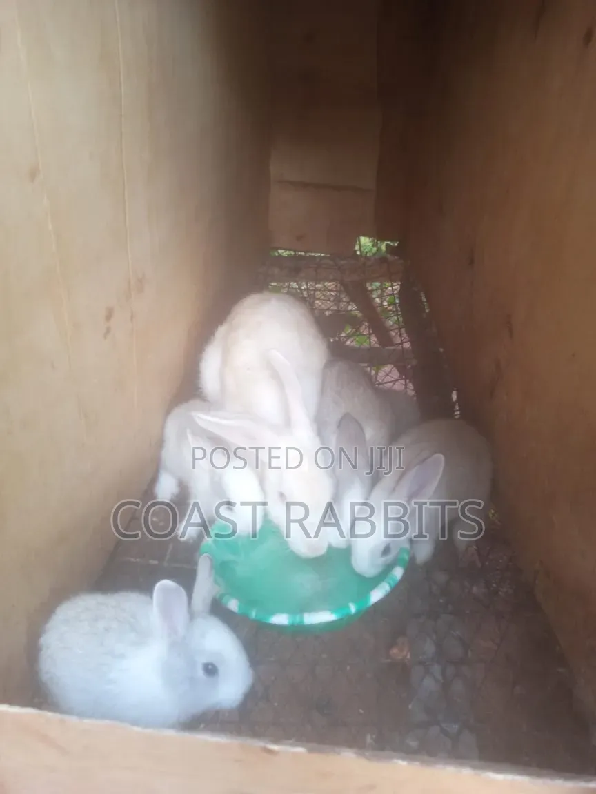 Rabbits & Rabbit Meat