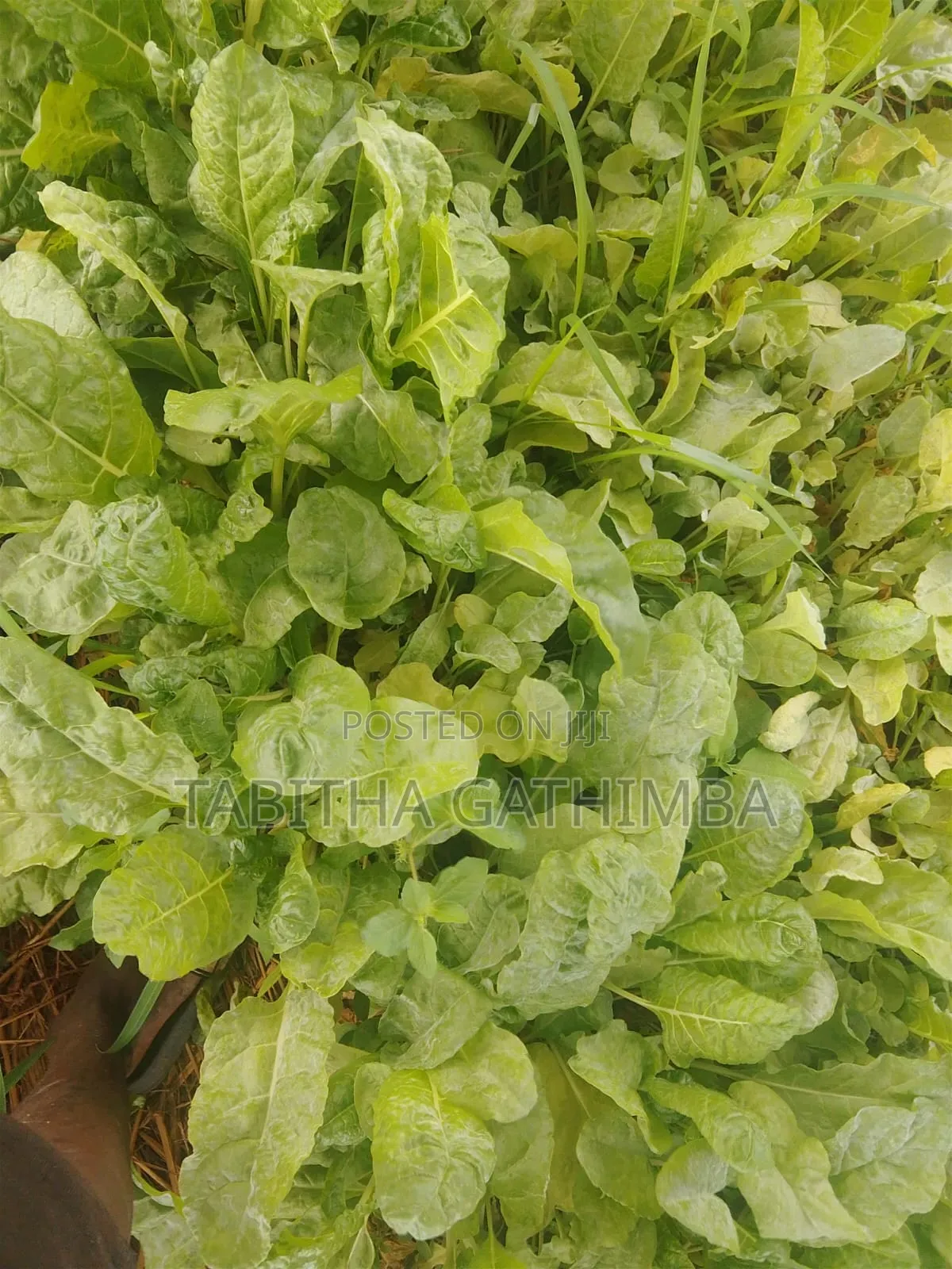 Quality Vegetable Seedlings for Sale!