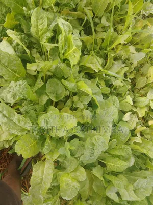 Quality Vegetable Seedlings for Sale!