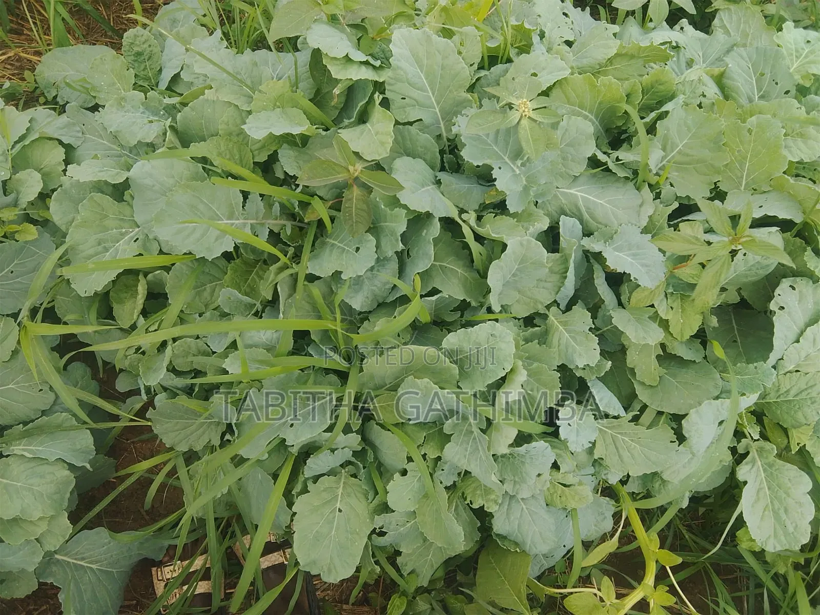 Quality Vegetable Seedlings for Sale!