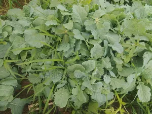 Quality Vegetable Seedlings for Sale!