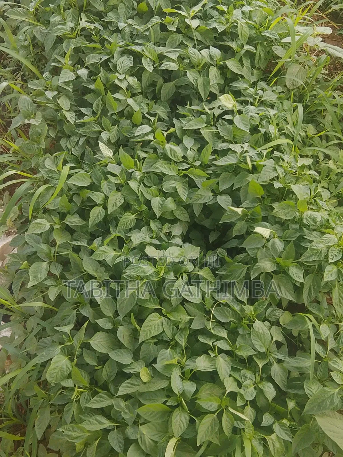 Quality Vegetable Seedlings for Sale!