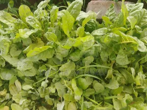 Quality Vegetable Seedlings for Sale!