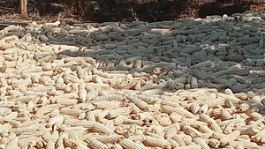 Sale of Clean Dry Maize