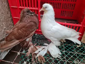 Pigeons Upcoming
