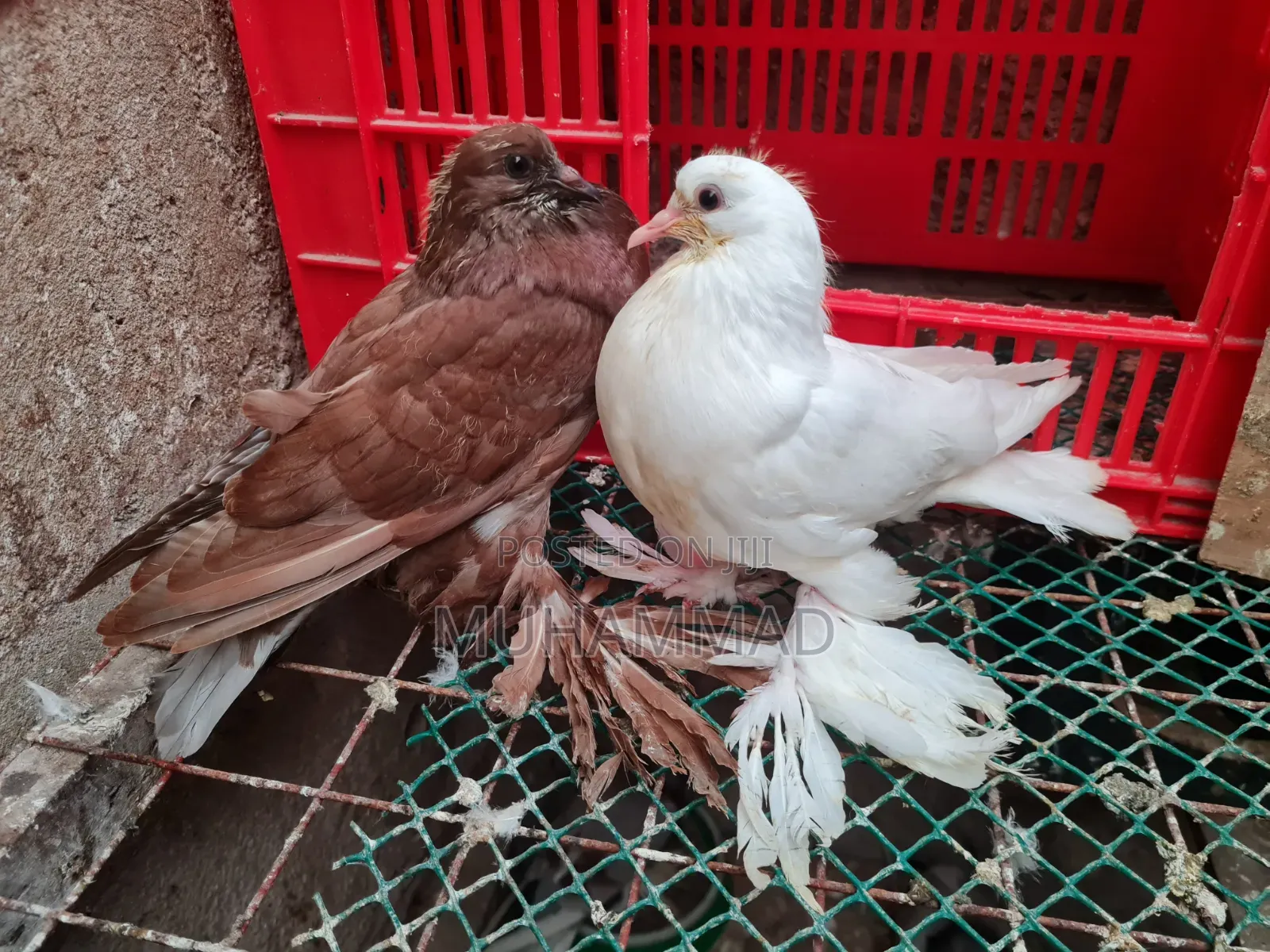 Pigeons Upcoming