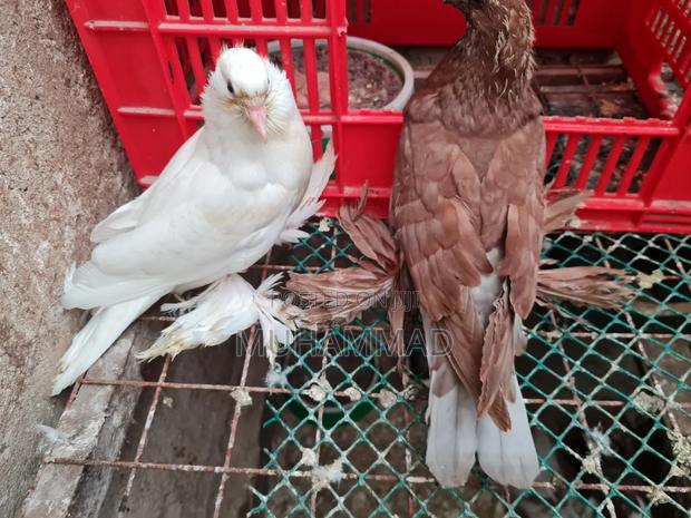 Pigeons Upcoming - thumbnail 3