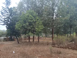 Prime Redsoil Quarter Acre Plot Off PCEA Road Tarmac With Grown Trees
