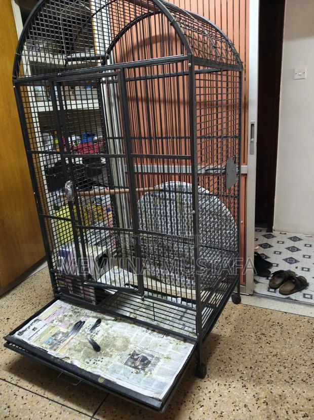 Bird Cage, for Kasuku