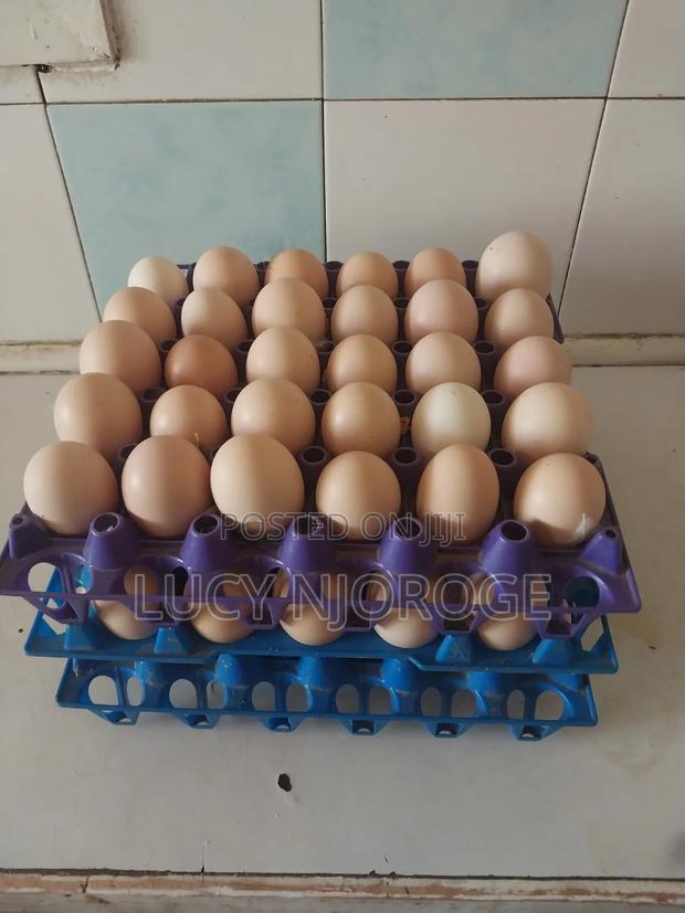 Quality Eggs for Sale - main view