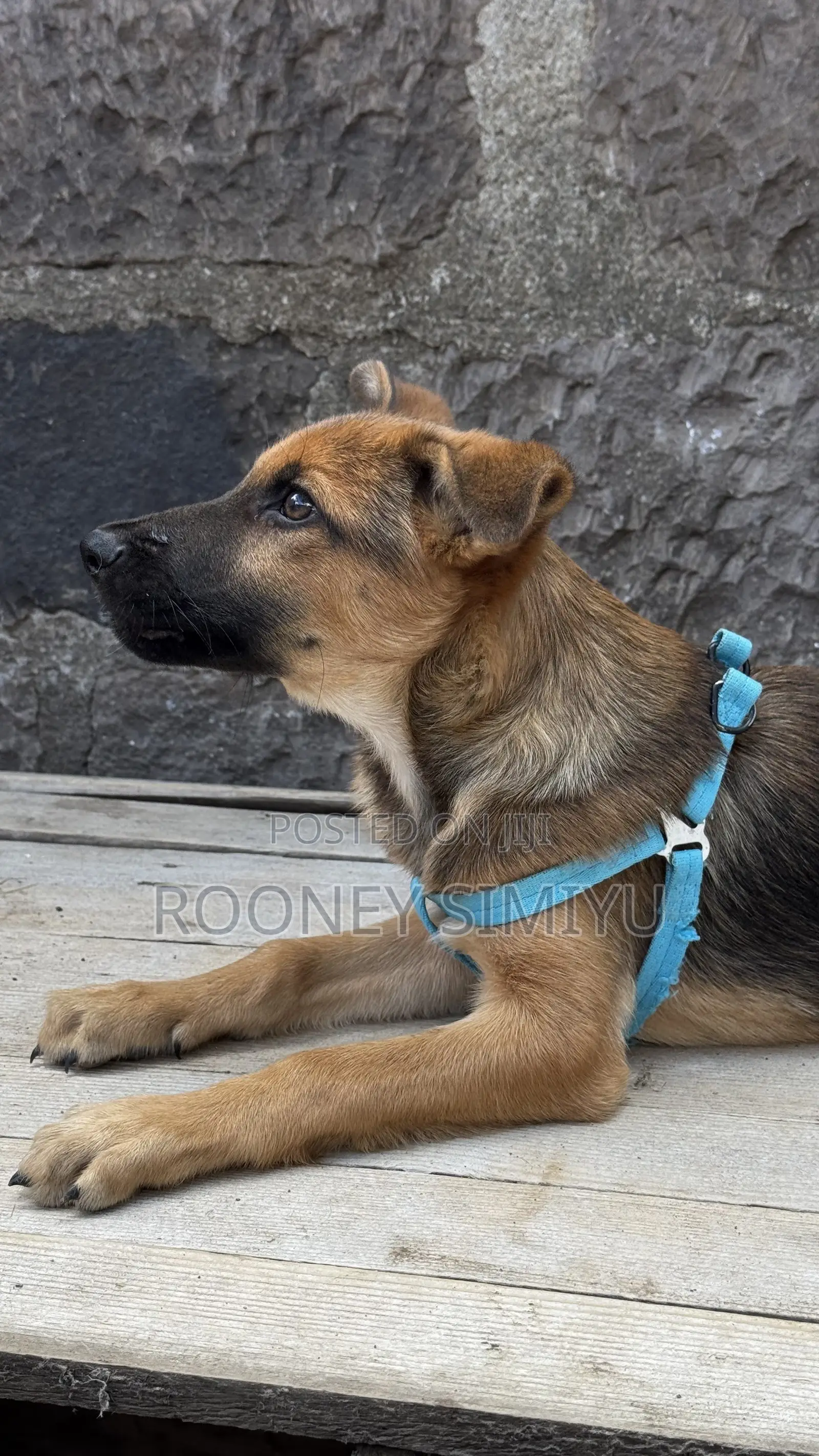 1-3 months Male Purebred German Shepherd